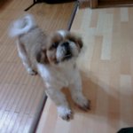 (전라도 광주) 강아지를 애타게 찾고있어요. 도와주세요.