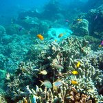 필리핀 <b>세부</b> 다이빙 여행기^^(사진 有)