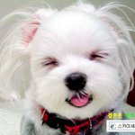 코리아 재송합니다 <b>아임</b>쏘리~..
