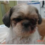 (경북 <b>구미</b>) 우리 뚱이를 찾았습니다!!! [사진有]