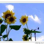 moon &amp; star <b>story</b> 3