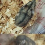 햄스터는 쥐가 아니라 애완동물입니다