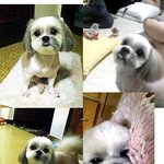 [찾았습니다]<b>시</b><b>츄</b> 강아지를 잃어버렸습니다!