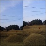 제 어릴적 놀이터는 공동묘지였습니다...사진有