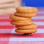 기념일 <b>케익</b>의 최후...