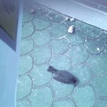 요즘 초등학생들, 너무 잔인하네요