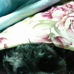 혈통 없다고 무시하지 마! 신기한 <b>믹스</b>견