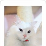 고양이가 맺어준 인연.. 그리고 결혼..^^