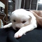 ♥사진 有♥ 말티즈같은 우리집 <b>진돗개</b>*^,^*
