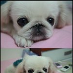 하늘나라로 가버린 우리 <b>복실</b>이...