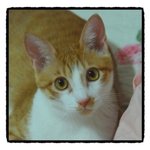 가족에게 버림받은 '<b>더미</b>'를 찾아주세요.