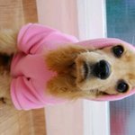 ★ 사진有 ★  우리집 사고뭉치 멍<b>돌이</b>!*^^*