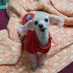 "우리 개 이야기"