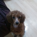 제발 제발 ㅠ 저의 목숨같은 저희집강아지좀 찾아주세여 ㅠㅠ 사진(有)