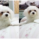 부천 도당동 말티즈 남아 찾습니다.