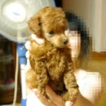 사진有) <b>퓨마</b>와 싸워 주인을 구한 애완견을 보고