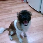 어제 <b>폭설</b>내린날 강아지가 집을나갔어요..