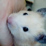 사진有) 초특급귀여운 햄스터를 소개합니당!!^^*