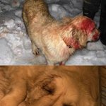 완전감동적인실화입니다(강아지이야기예요)