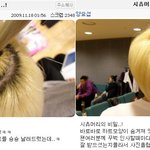 (사진有) 비스트 양요섭 시<b>츄</b>머리 도전★★ ' ' 업그레이버전있음