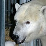 당장 사러 갈까? 너무 귀여운 아기 <b>동물들</b>