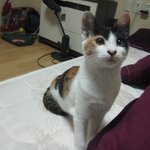 고양이 가족을 찾습니다...