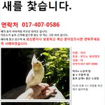 노란 앵무새 찿습니다.(대전 <b>괴정동</b>)