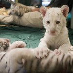 2010년 백호에게 백호가