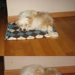 (사진有)<b>주인</b>을 찾습니다!!꼭 봐주세요!