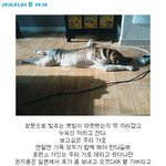 권지용 애견 <b>가호</b> 최근, 배 깔고 휴식ㅋㅋ