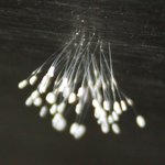 저희학교에 우담<b>바라</b>가 피었어요!!