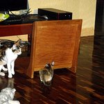 우리<b>집</b> 엄마 잃은 고양이들~