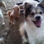 아휴..동물들을 사랑하는 여러분..봐주세요..;[이메일<b>주소</b>有]