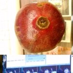 <b>석류</b>먹는법을 글로 배웠습니다  !!!! 사진有