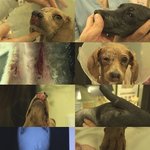 발톱 뽑고 <b>연쇄</b> 개 학대범 충격논란 동물학대