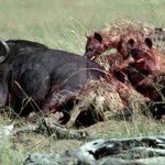 경상<b>디언</b>과 전라<b>디언</b>의 차이