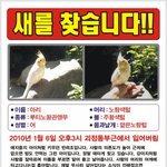 버려진 앵무새가 아니라 잃어버린 새 입니다. (대전 서구)