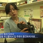 (사진有) "엽기연쇄동물학대범"- 도와주세요