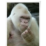 희귀한 돌연변이(알비노) <b>동물</b>들 소개~