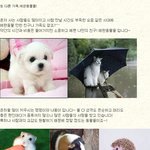 또 다른 가족.<b>애완</b>동물들!