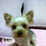 사진有 얄밉고도 사랑스런 15살 저의 강아지를 소개해요!