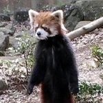 안볼땐 걸어<b>다냐</b>요! 직립보행 중인 동물들