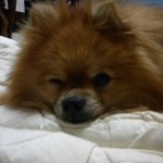 저는 변기통에 앉아서 <b>볼일</b>을 볼수가 없습니다.......