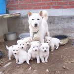 <b>잼</b>난 <b>개</b> 영상 모음