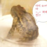 한겨울에 나온 두꺼비를 얼떨결에 잡았어요!!