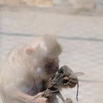 사람보다 강한 모성애를 보여준 <b>어미</b> 원숭이