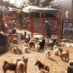 3000마리의강아지,냥이가 보호되고 있는 애린원이 폐쇄위기 입니다...