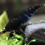 벌레 아닙니다 <b>새우</b> 맞습니다