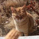 사진有 귀여운 고양이, 나비를 도와주세요! -도울방법을 찾고있습니다