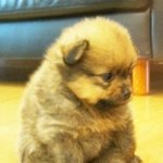 엄마미소 짓게 만드는 <b>동글</b>동들한 동물